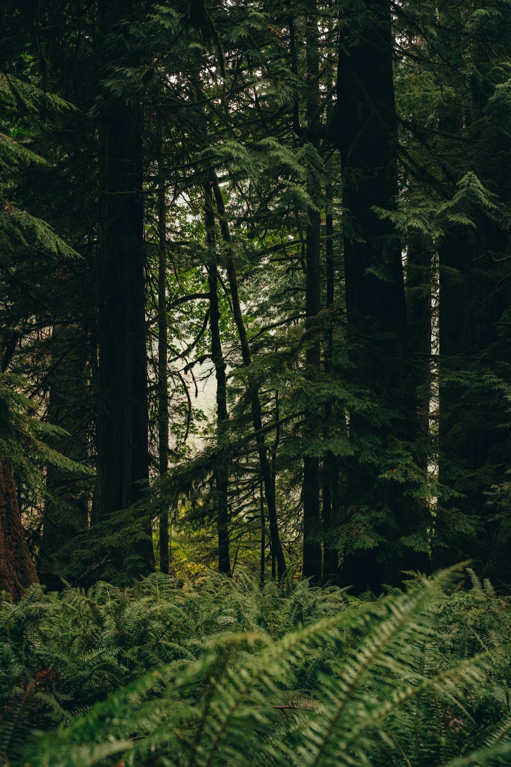 green trees in forest during daytime