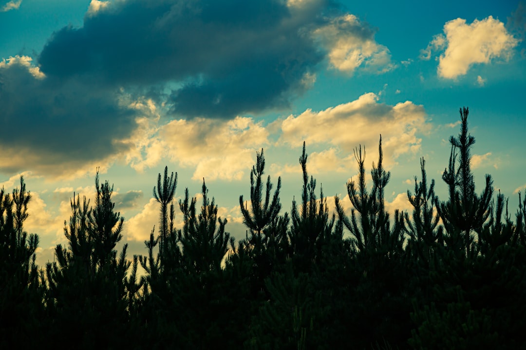 green trees under blue sky during daytime