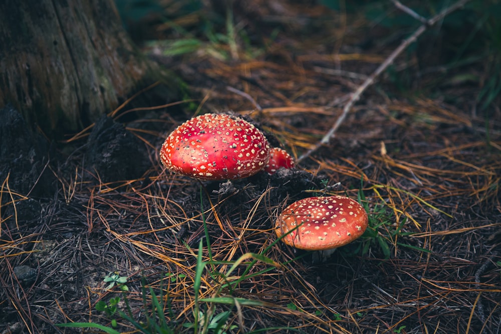 갈색 마른 잎에 빨간색과 흰색 버섯