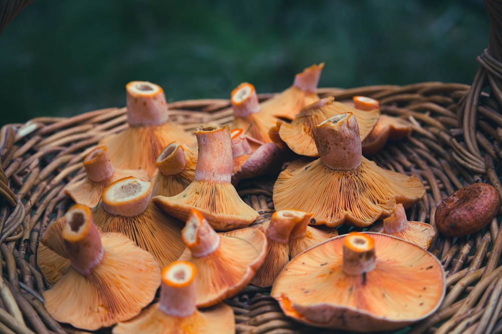cogumelos castanhos na superfície de madeira castanha