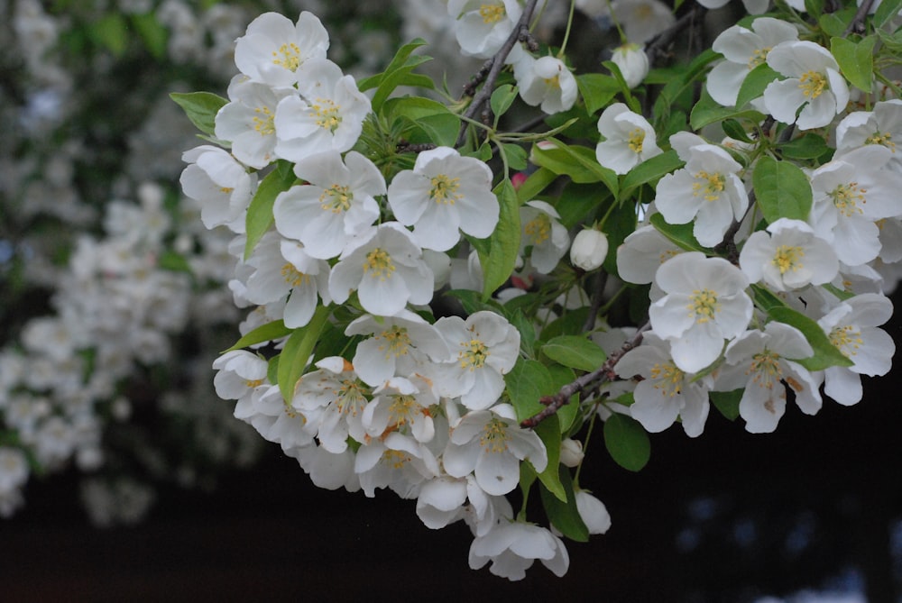 a bunch of white flowers on a tree