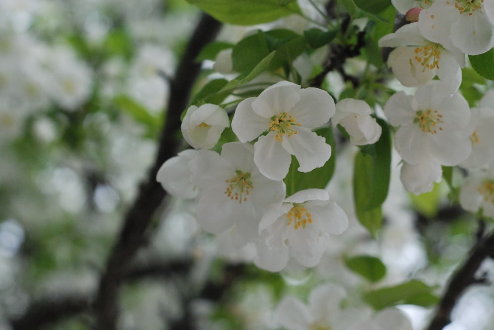 a close up of a tree with white flowers