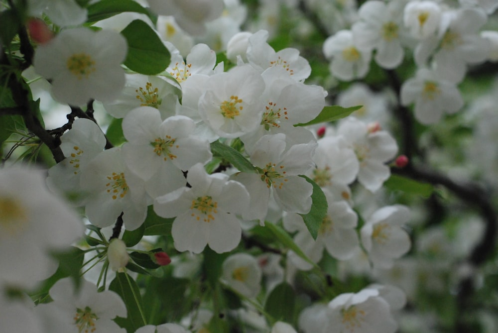 a bunch of white flowers that are on a tree