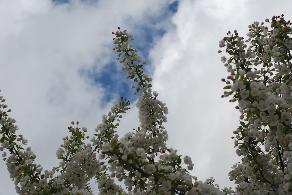 a tree with white flowers in front of a cloudy sky