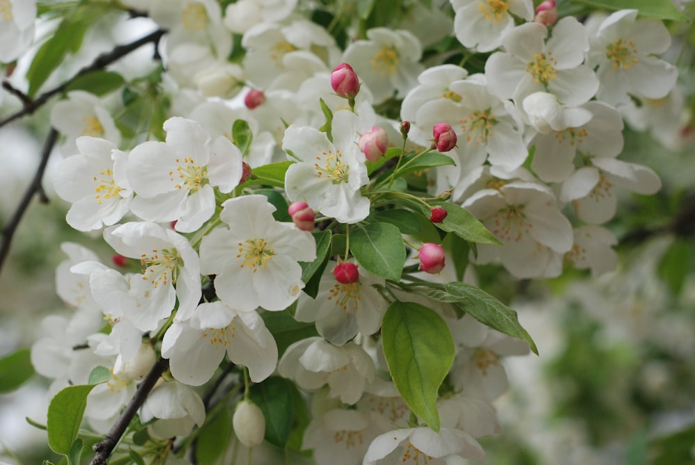 white and red flowers in tilt shift lens