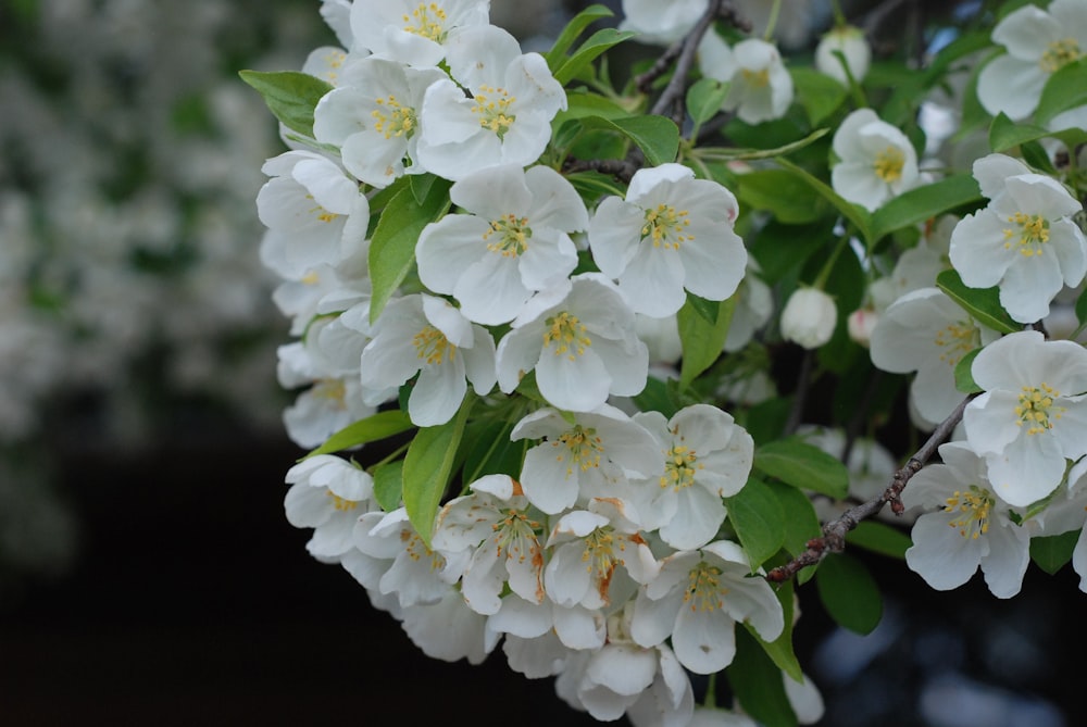 white flowers with green leaves