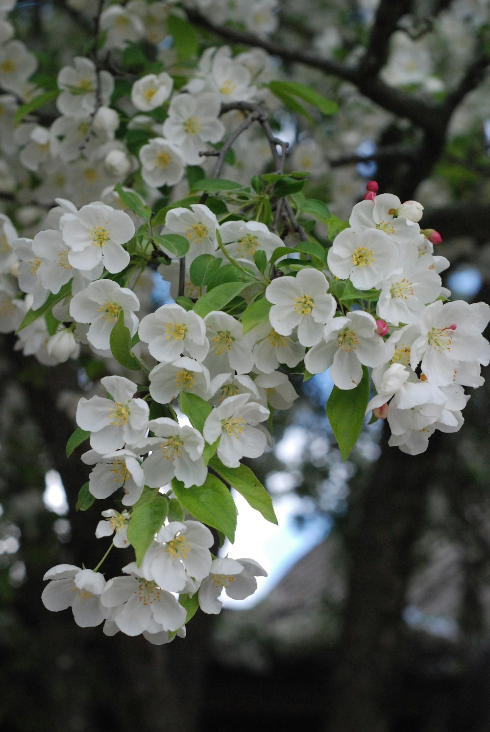 a bunch of white flowers on a tree