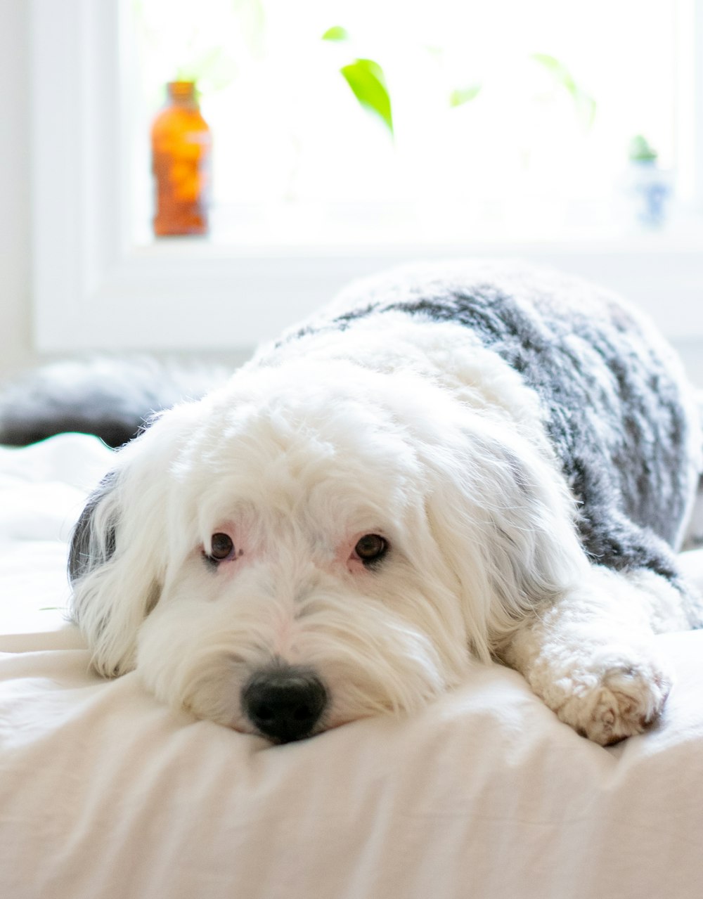 white and black short coated dog on black textile