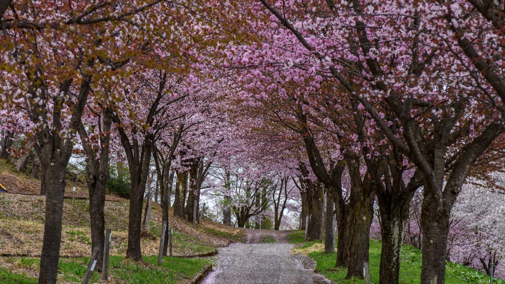 pink leaf trees on green grass field during daytime