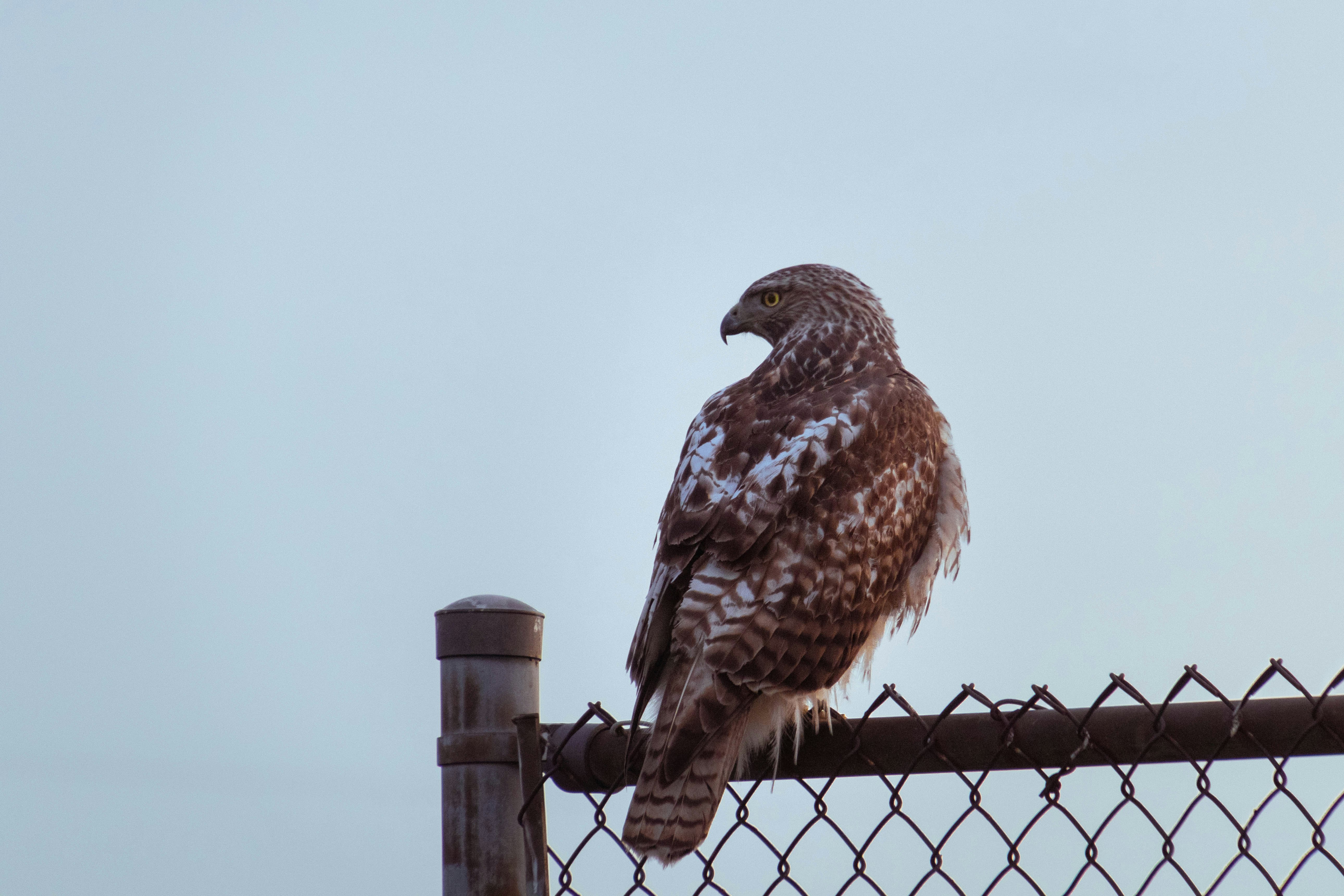 brown bird on black metal fence during daytime