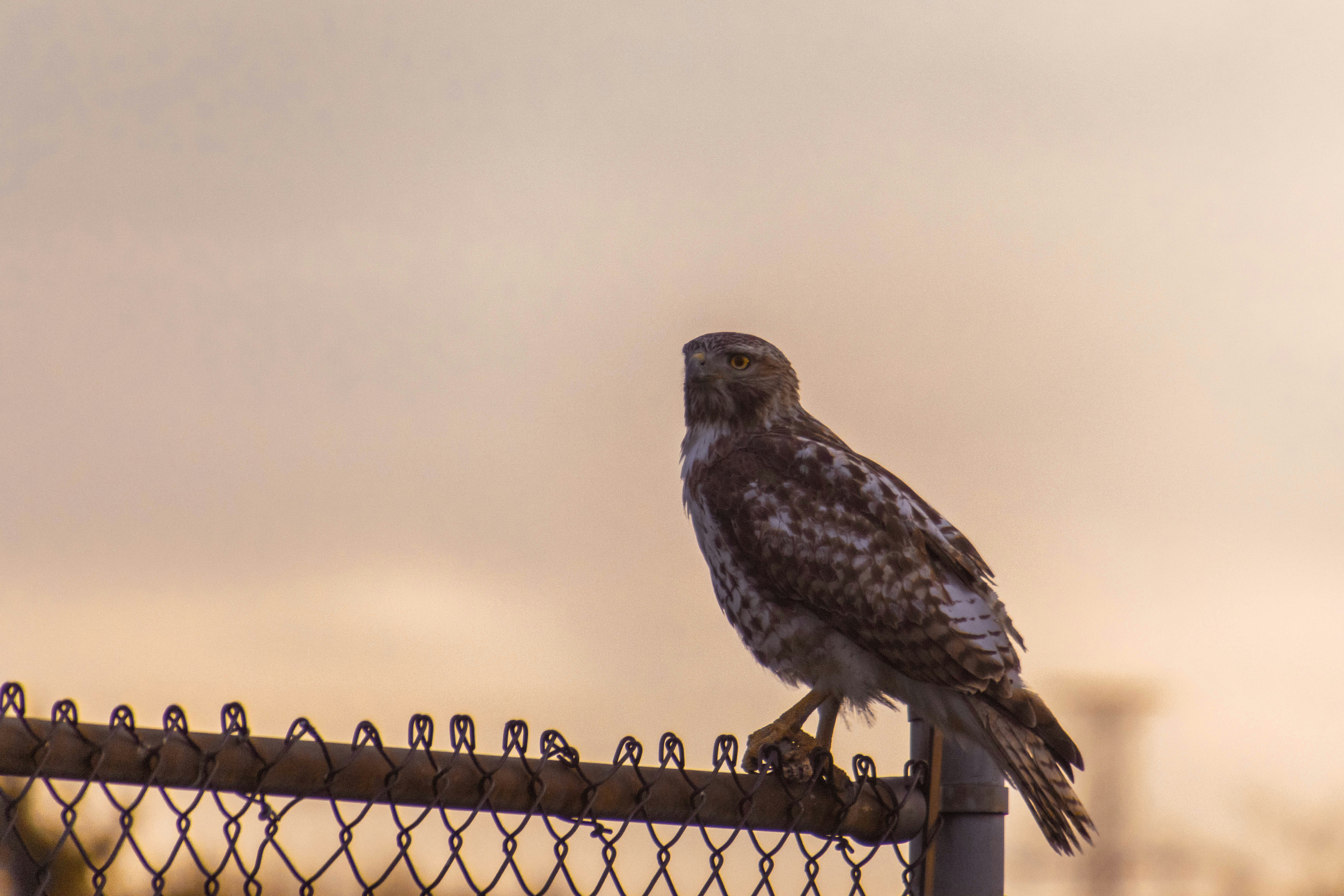 brown and white owl on black metal fence during daytime