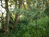 A young sapling stands in a lush, green forest environment with several mature trees in the background. The leaves are vibrant and fresh, and the scene is dappled with soft sunlight filtering through the canopy.