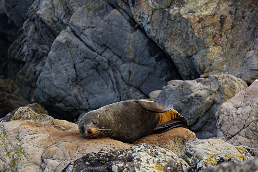 seal on rock during daytime