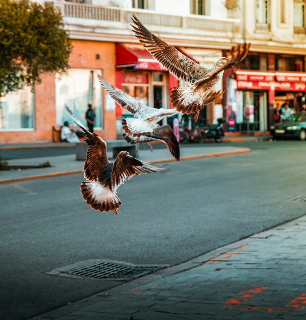 brown and white bird flying on the street during daytime