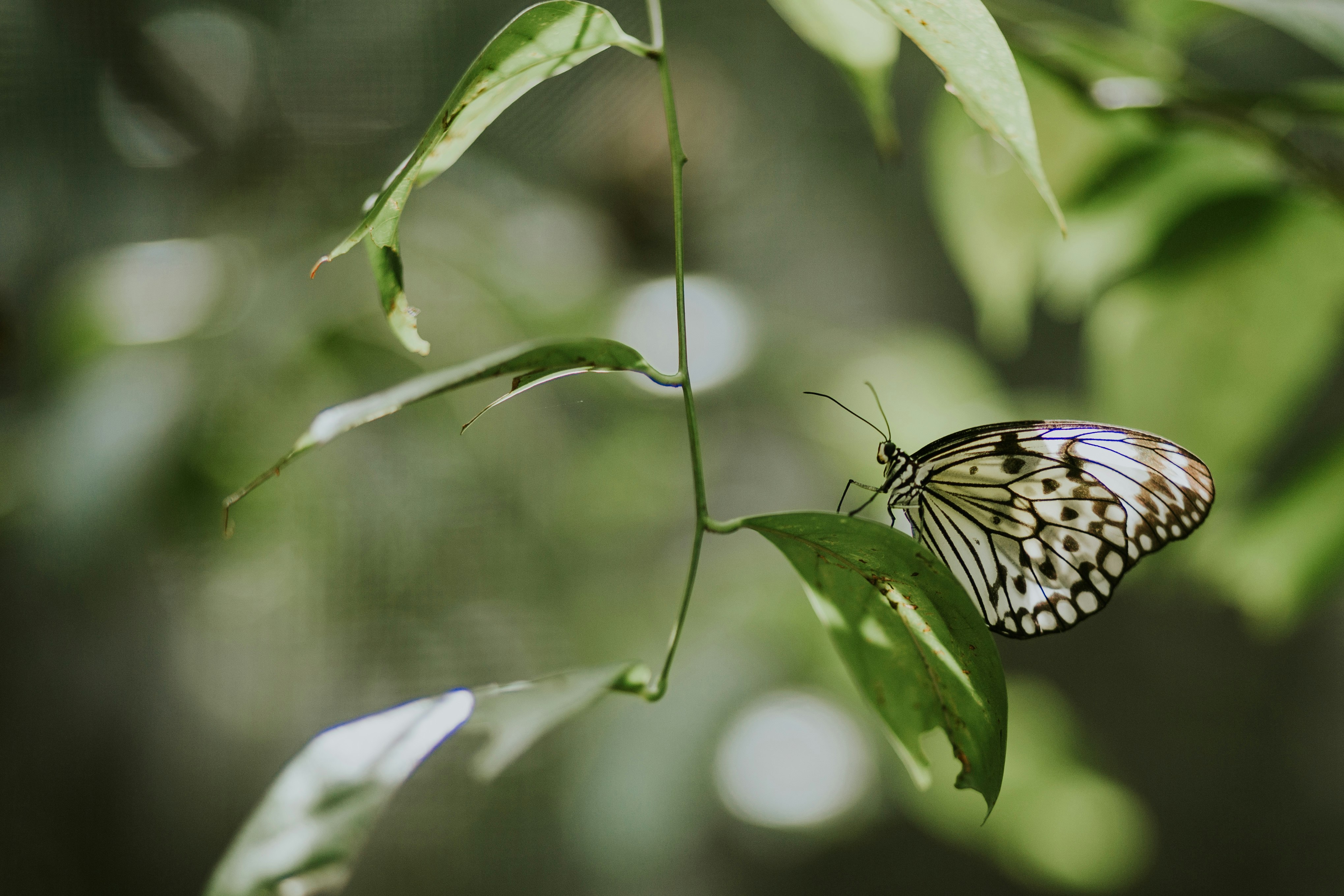 black and white butterfly perched on green leaf