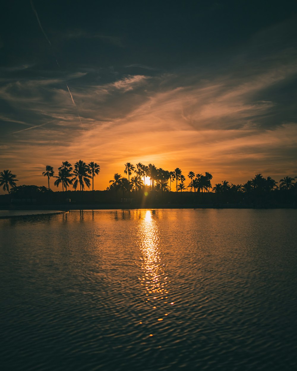 silhouette of trees near body of water during sunset