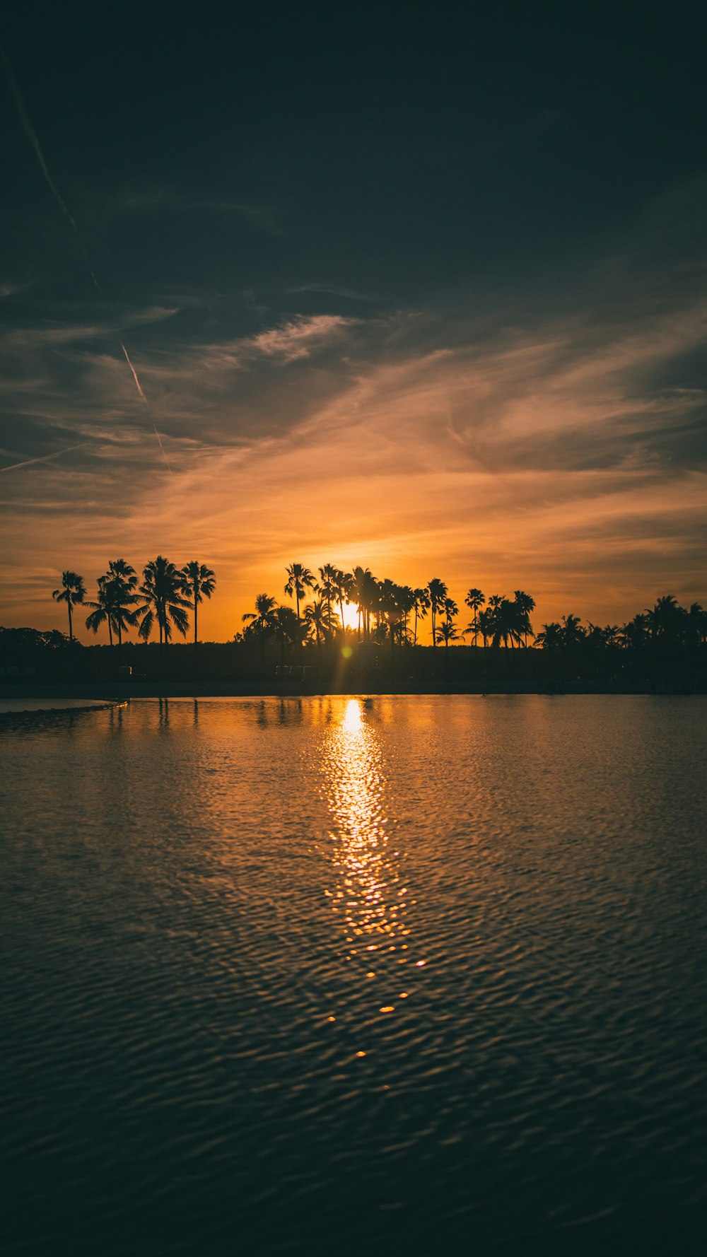 silhouette of palm trees near body of water during sunset