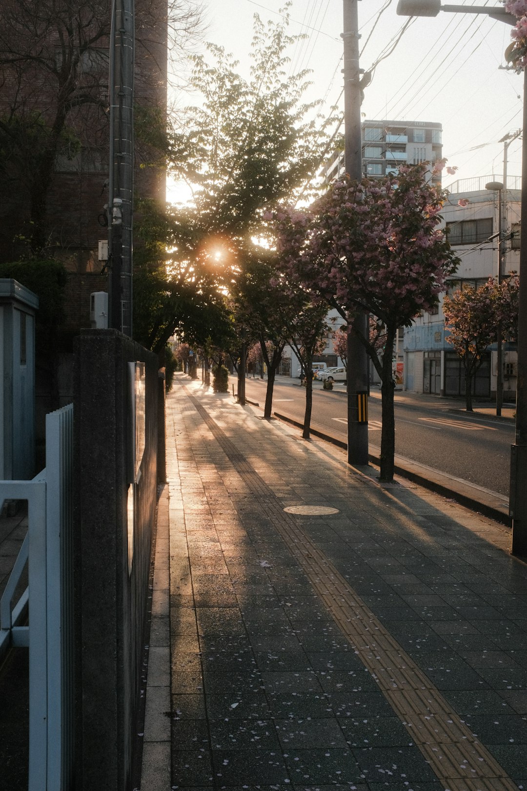 green trees on sidewalk during daytime