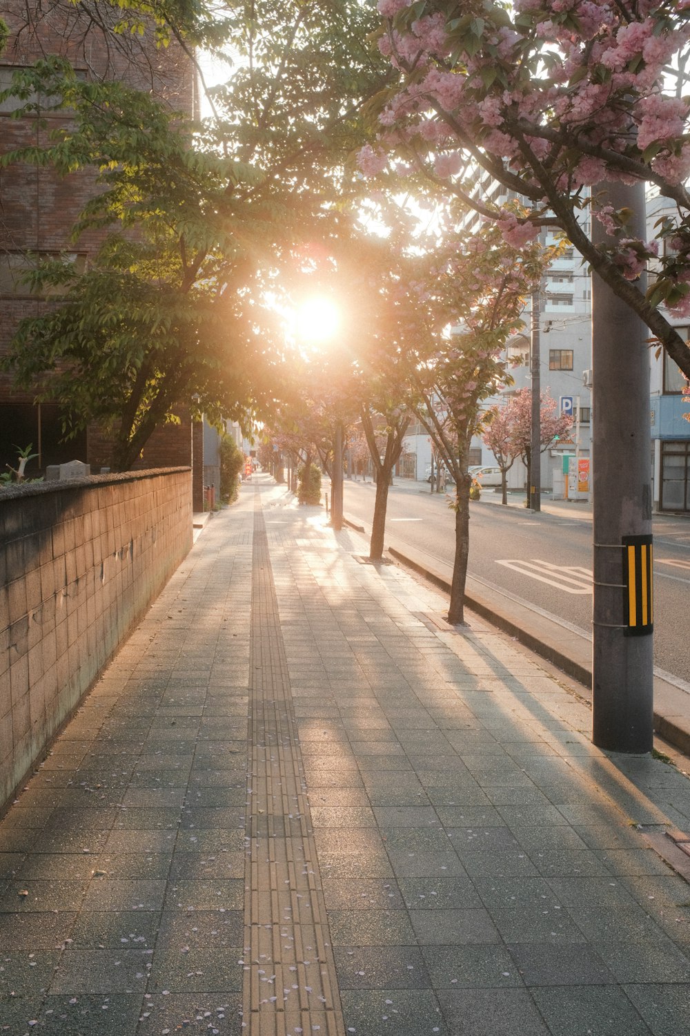 gray concrete road between trees during daytime