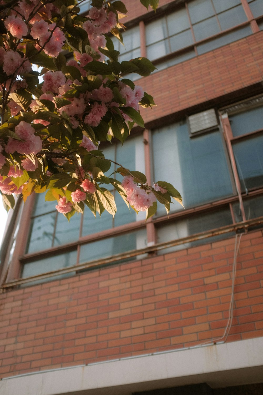 pink and white flower near brown brick wall