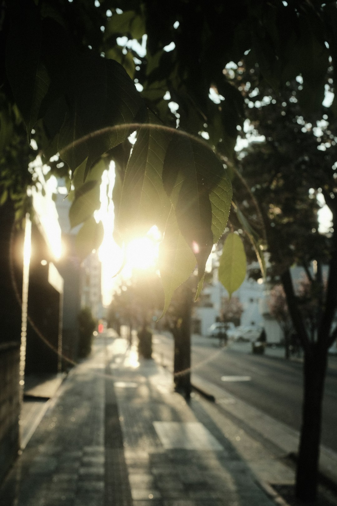 sun light over the trees