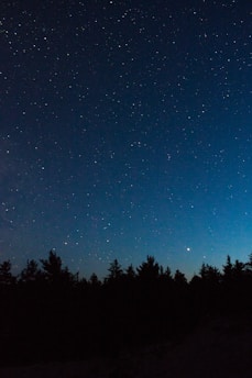 silhouette of trees under blue sky during night time
