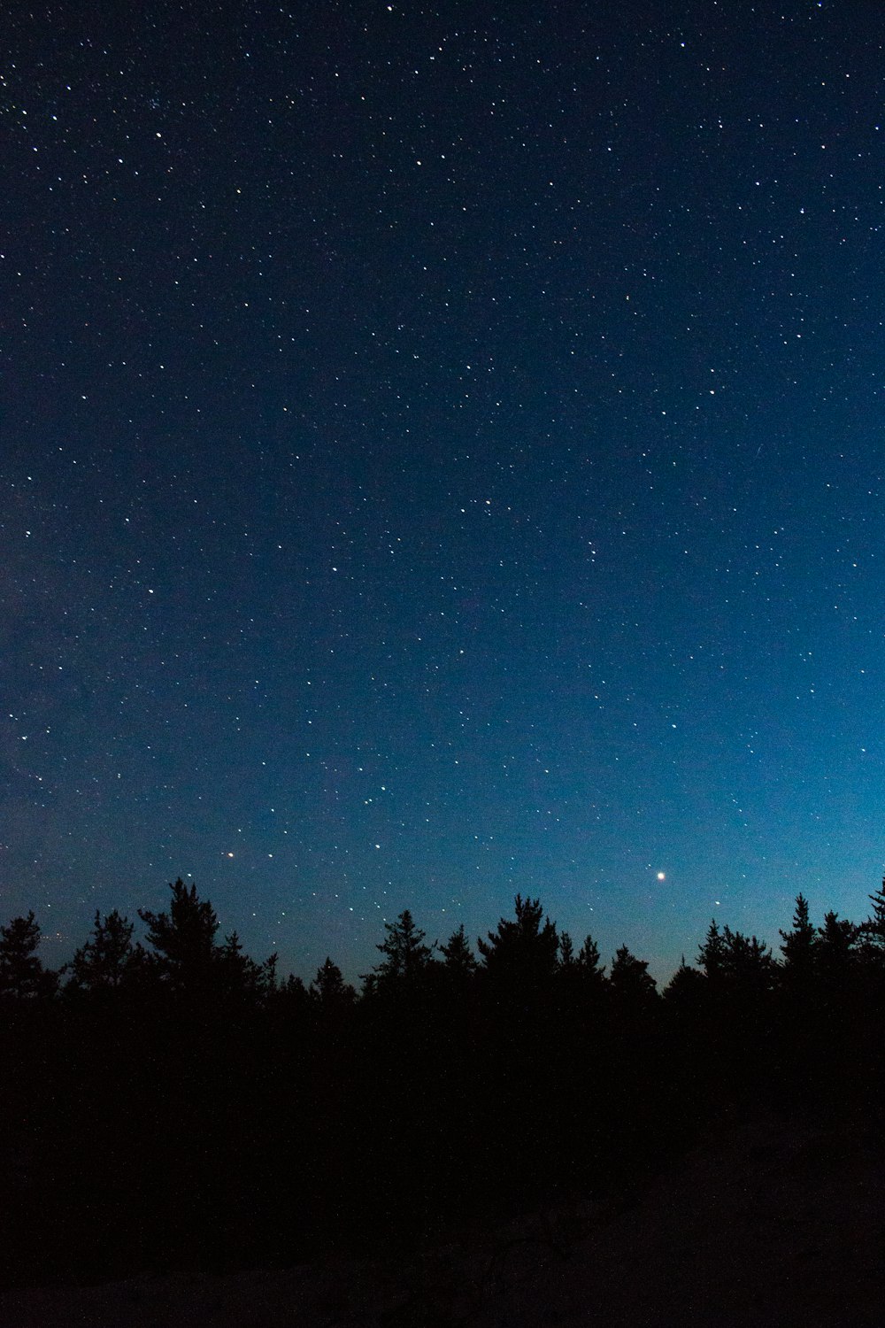 silhouette di alberi sotto il cielo blu durante la notte