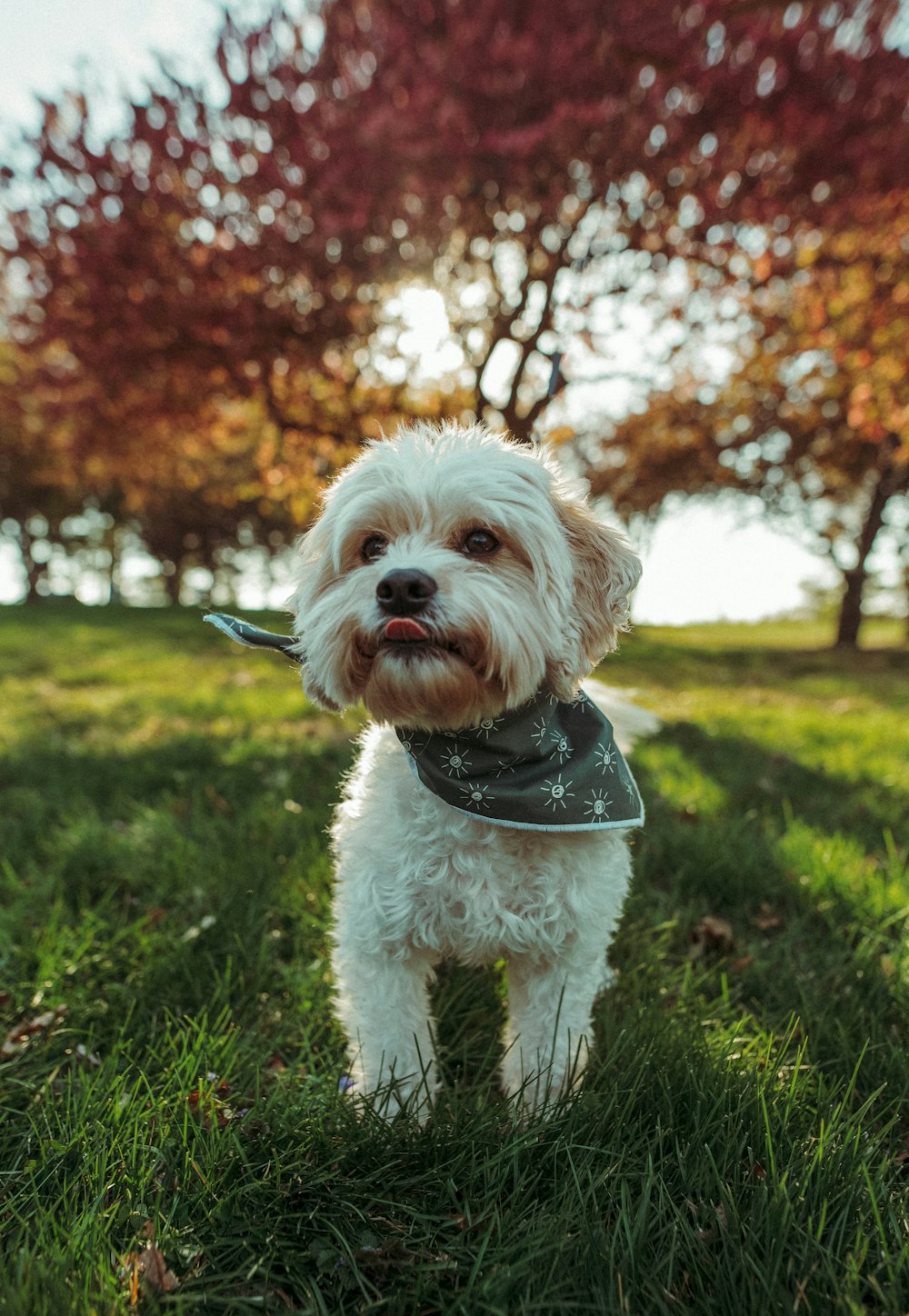 white long coated small dog on green grass field during daytime