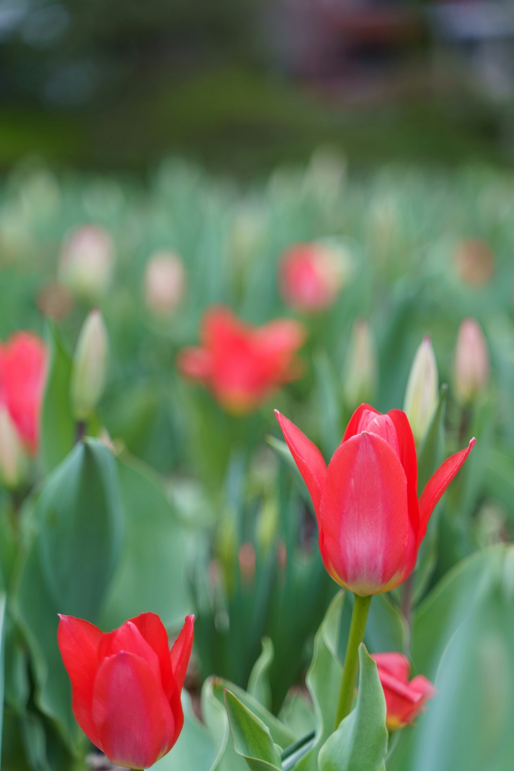 red tulips in bloom during daytime