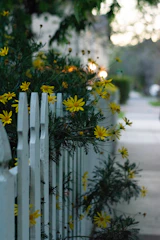 A white picket fence framing a cozy front yard.
