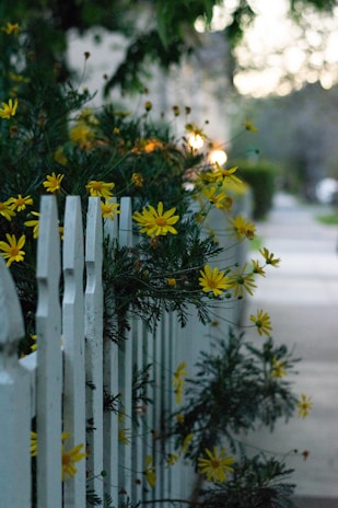 A freshly painted white picket fence glowing under the afternoon sun.