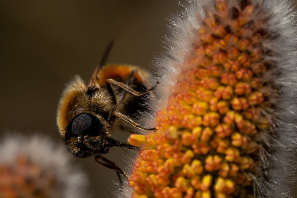 black and yellow bee on yellow flower