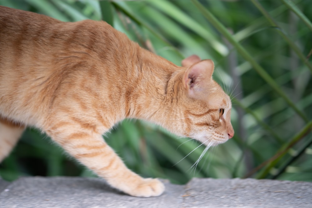 orange tabby cat on gray concrete surface