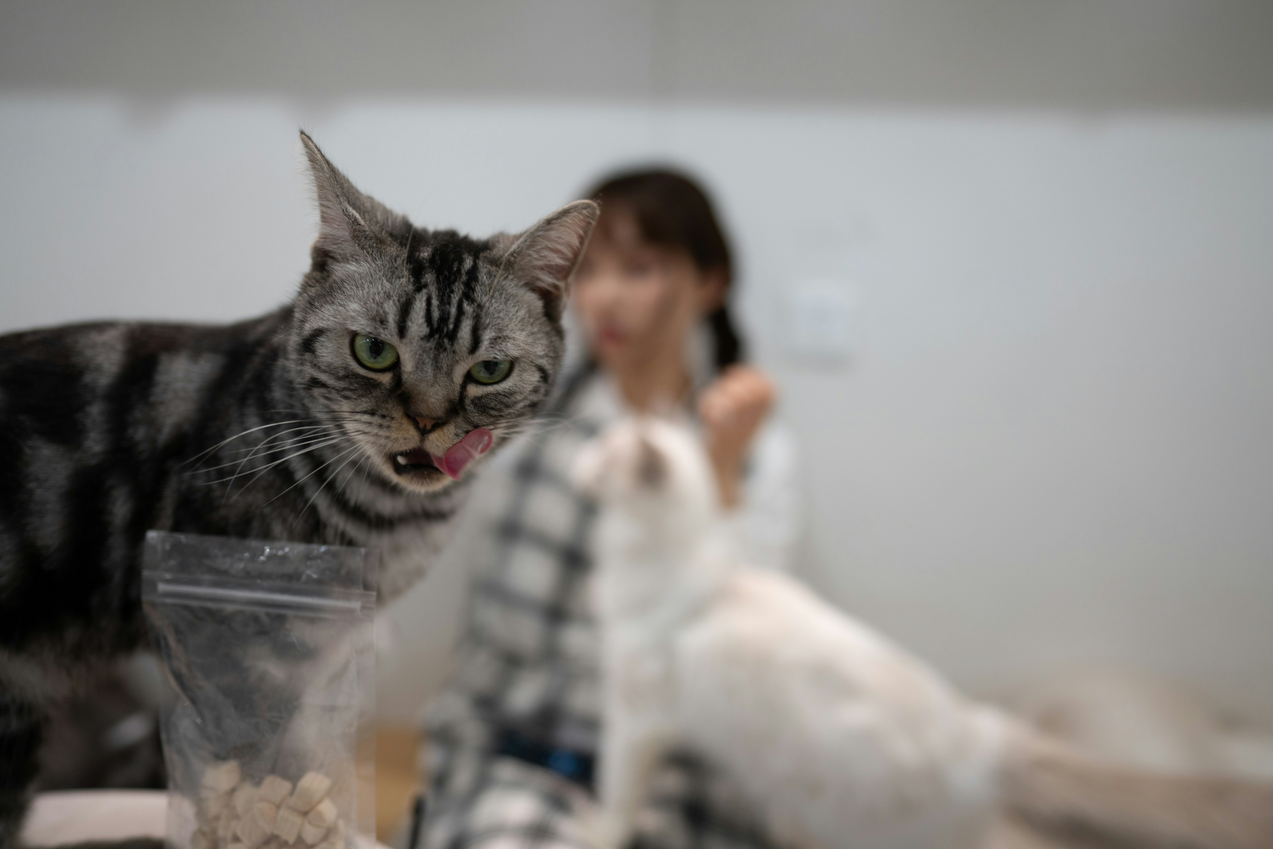 silver tabby cat on white table
