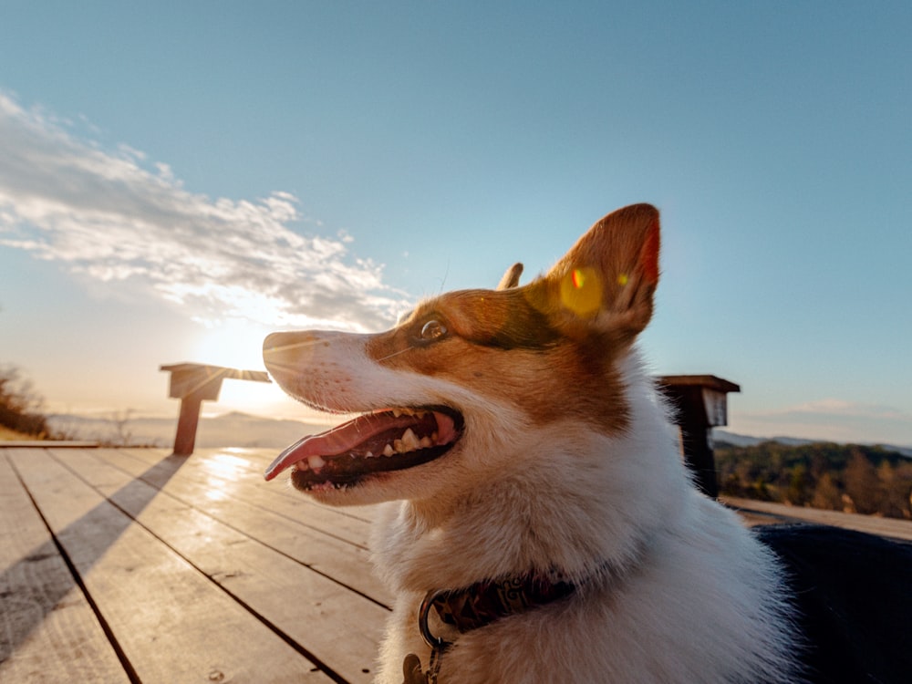 white and brown short coated dog