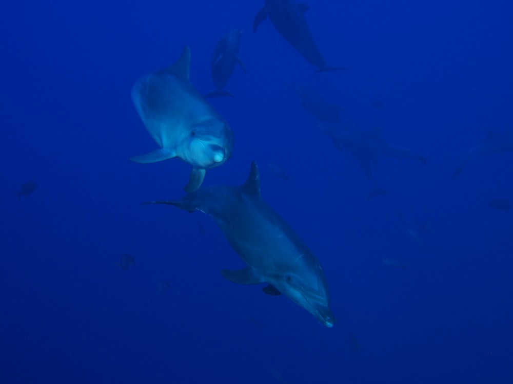 grey fish in blue water