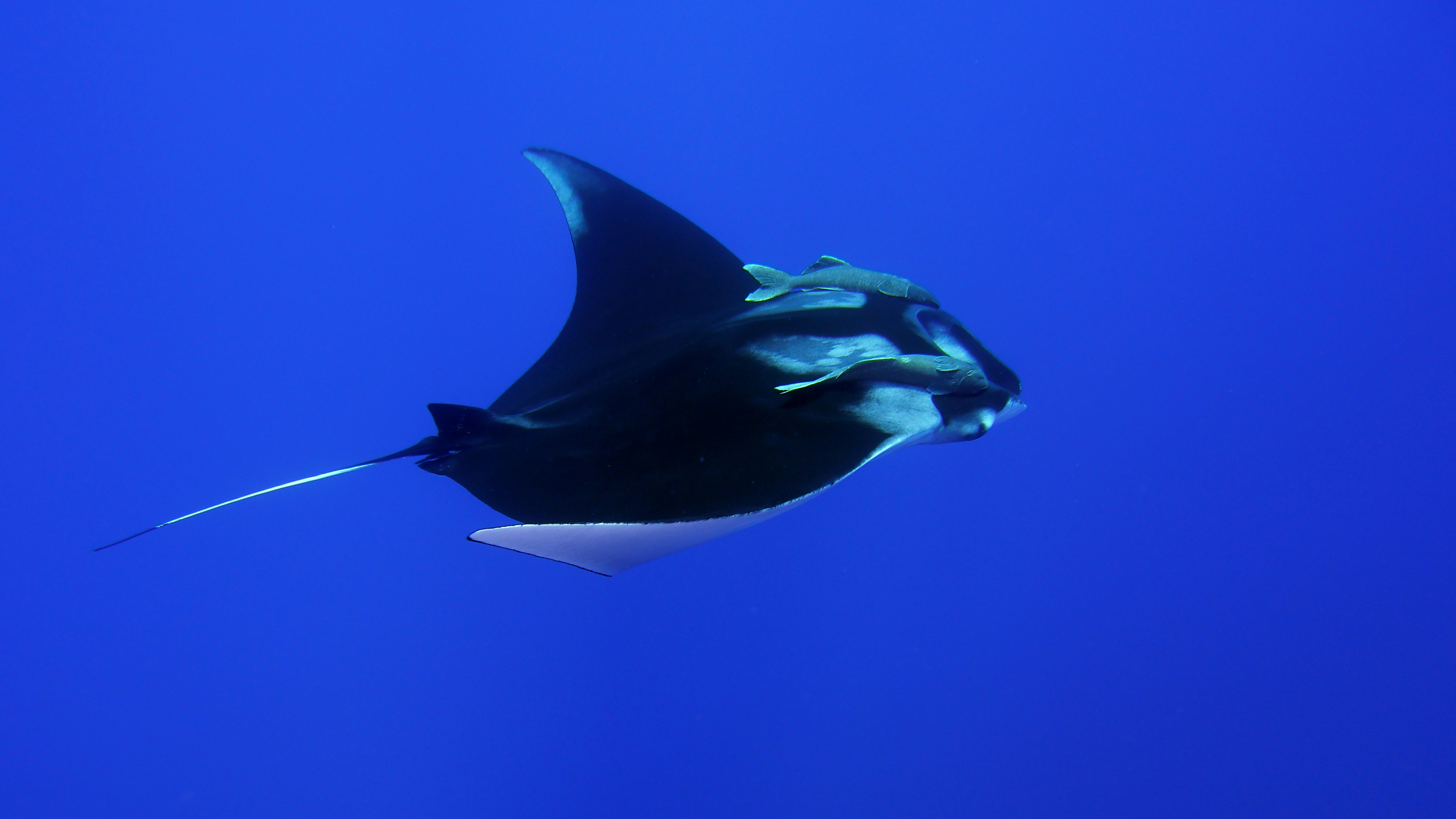 The Science of Manta Ray Intelligence (image credits: unsplash)