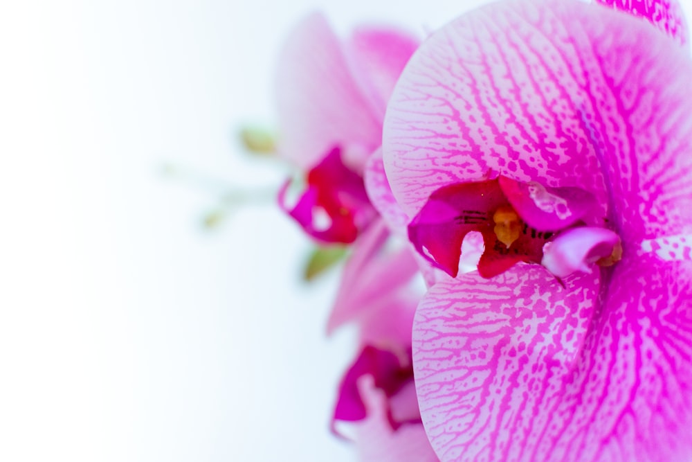 pink moth orchid in bloom close up photo