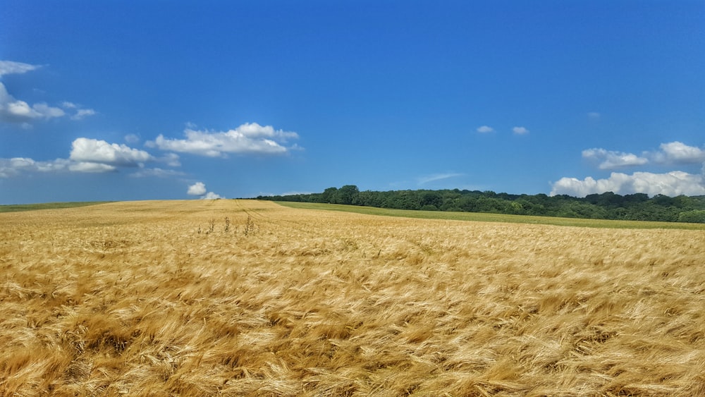 brown field under blue sky during daytime