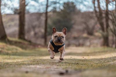 A healthy, happy Merle French Bulldog puppy running in a grassy yard, full of energy.