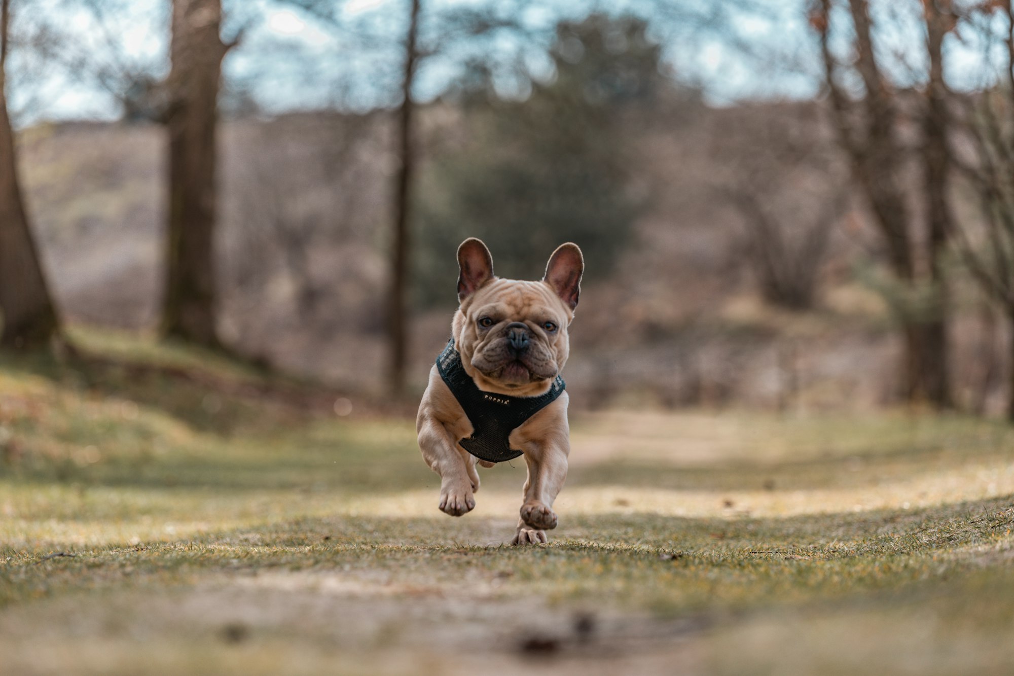 French Bulldog running happy in the forest