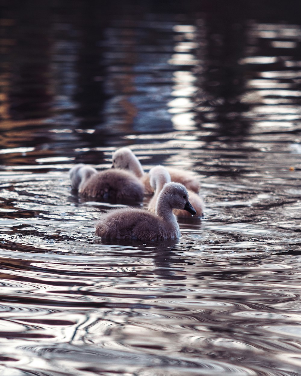 white swan on water during daytime