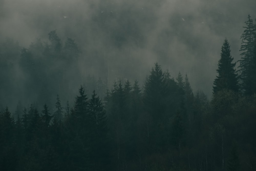 green trees under gray clouds