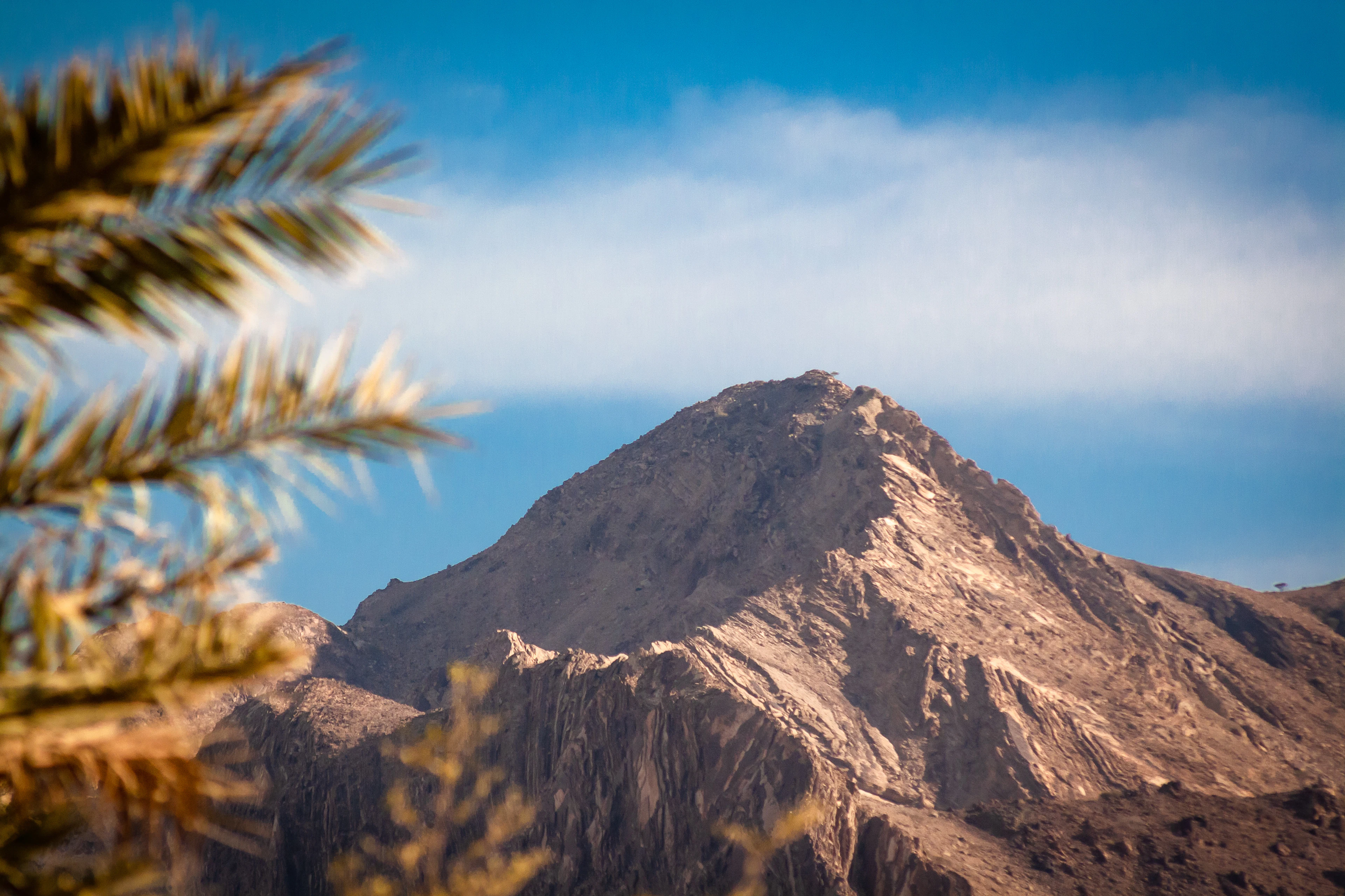A brown Hajar peak near Hatta, framed by palm fronds in the foreground