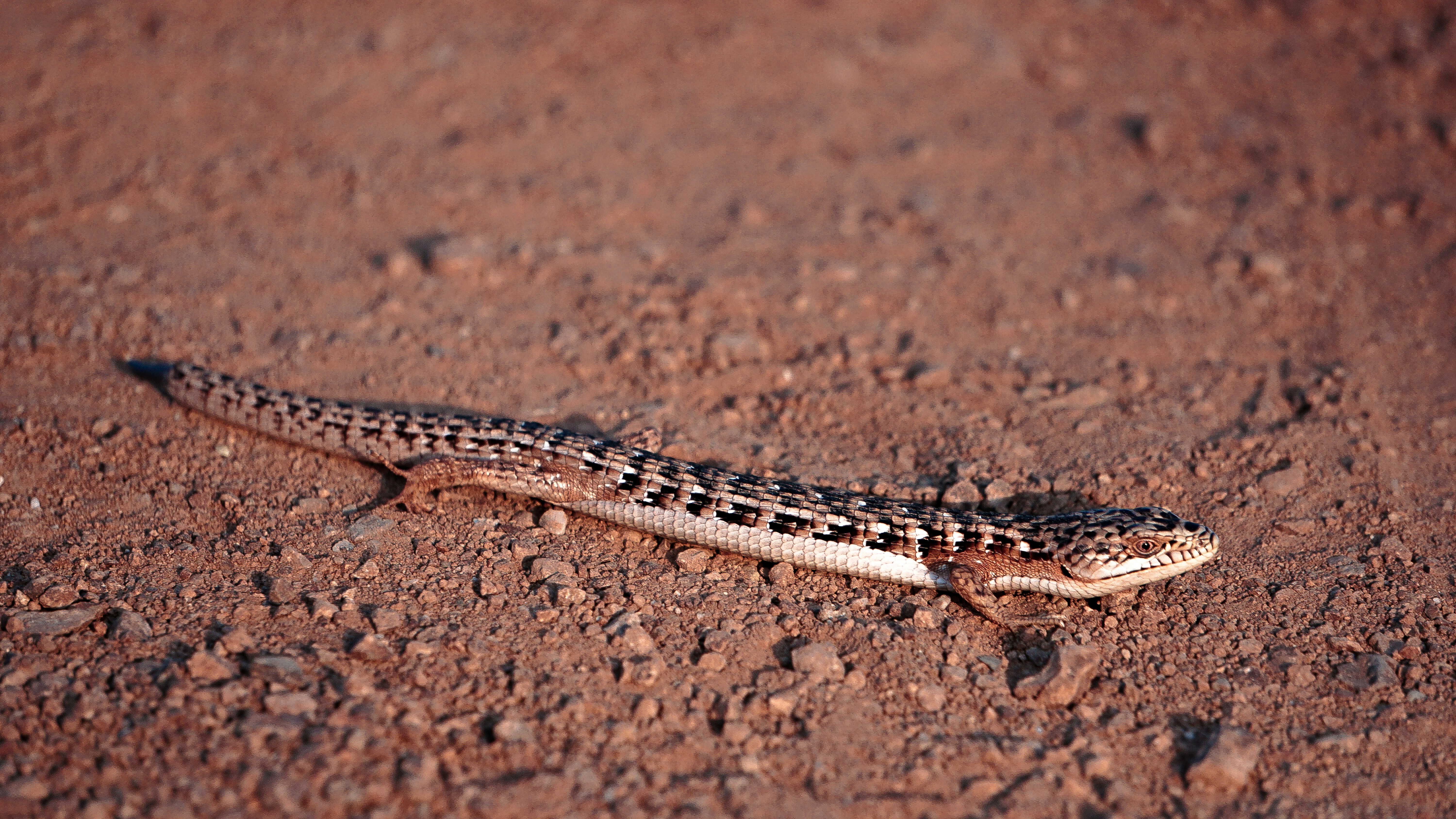 black and brown lizard on brown soil