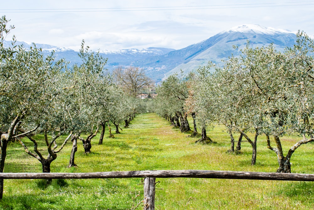 green grass field with trees and mountains in distance