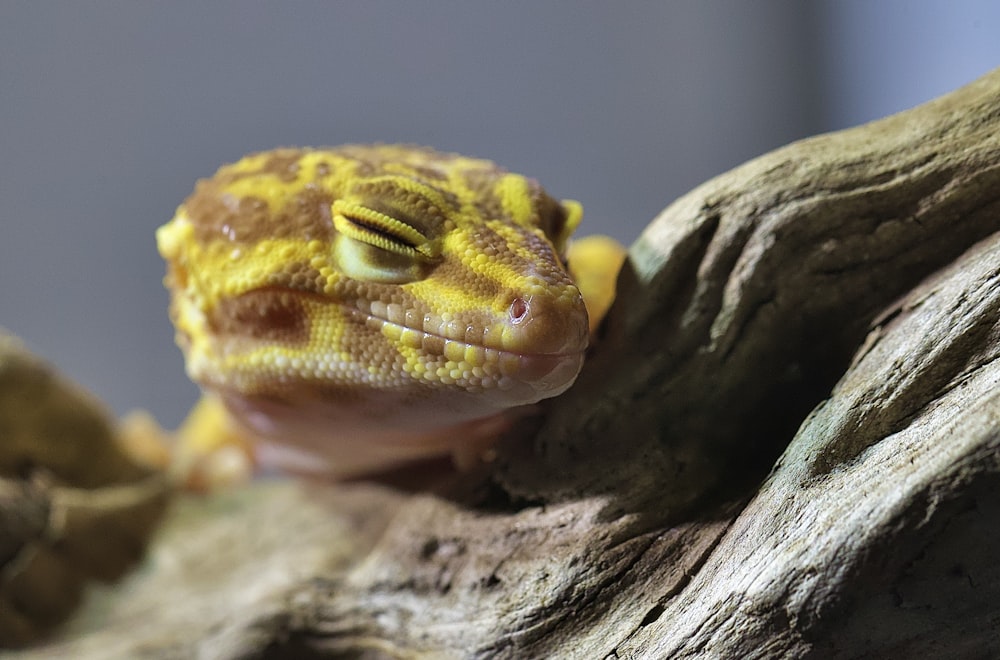 yellow and white lizard on brown wood