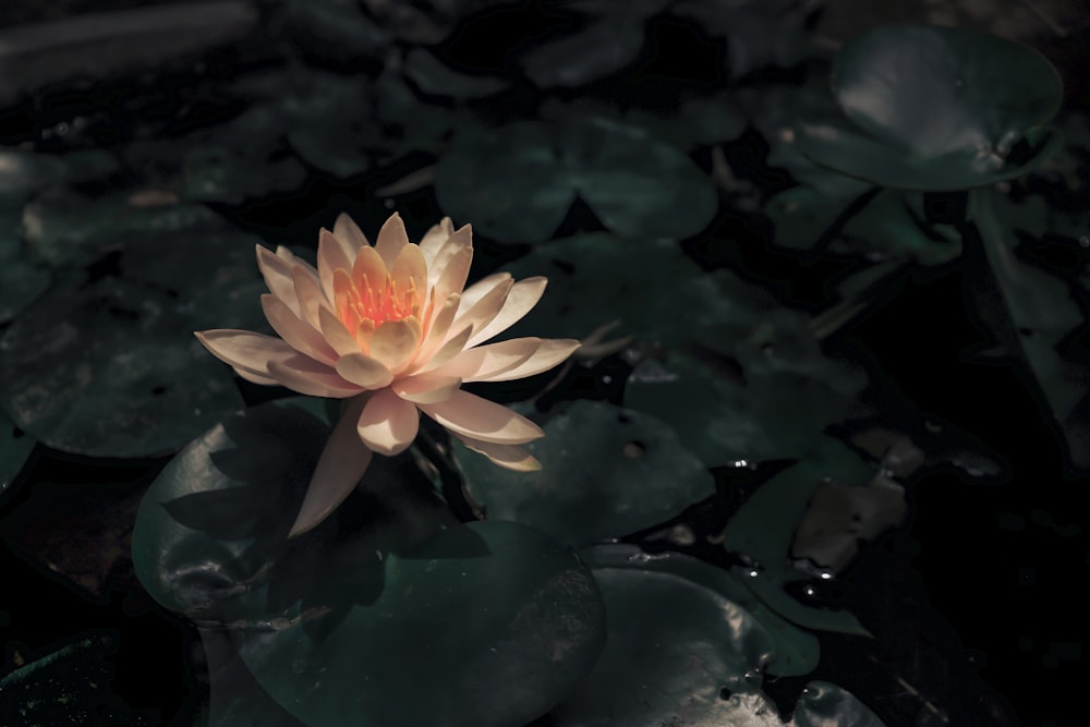Fleur de lotus rose en fleurs