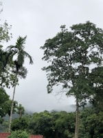 A tranquil view of the lush green woods surrounding Elangoli Homestay at dawn.