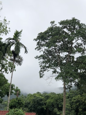 A tranquil view of the lush green woods surrounding Elangoli Homestay at dawn.